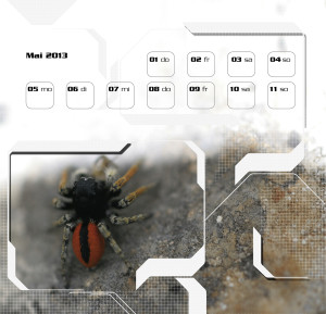 K08Spinne.k